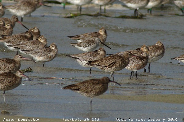 Asian Dowitcher - ML59419621