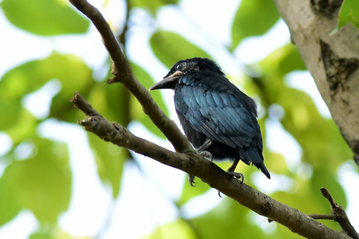 Hair-crested Drongo - ML594199591