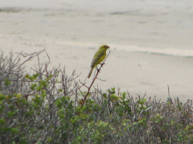 Yellow Canary - ML594199751