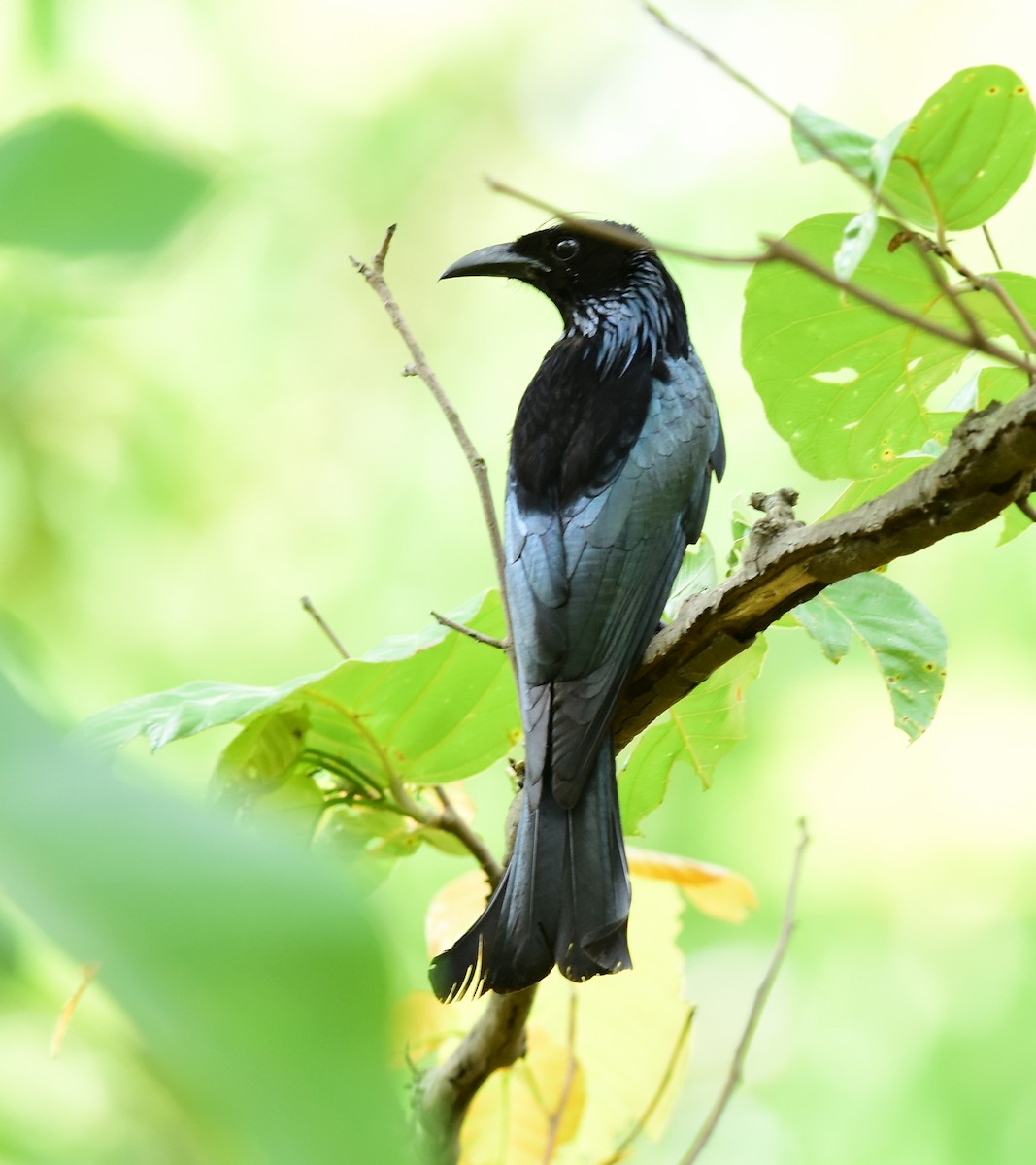 Hair-crested Drongo - ML594200221