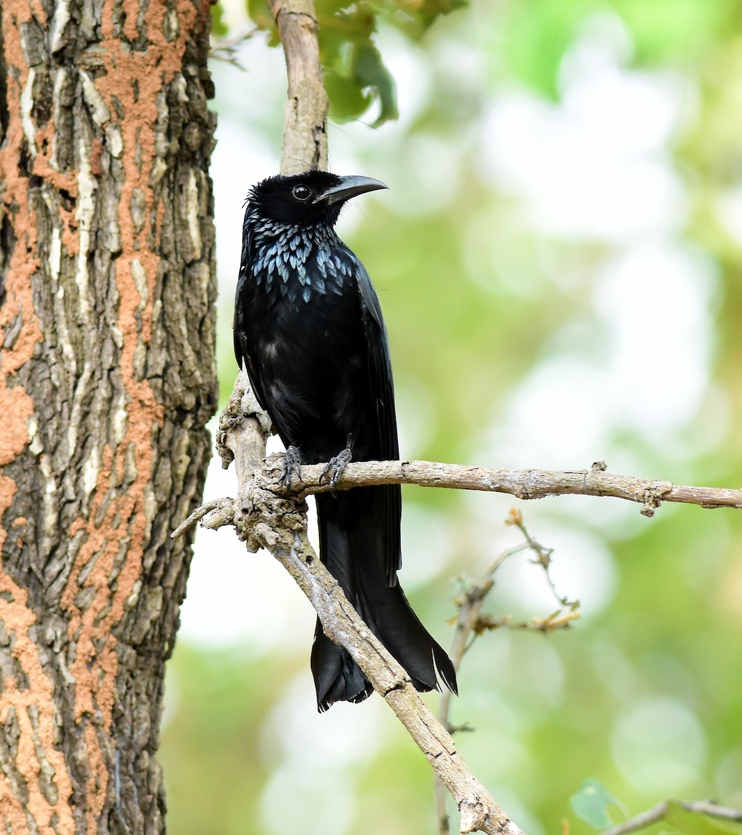 Hair-crested Drongo - ML594200791