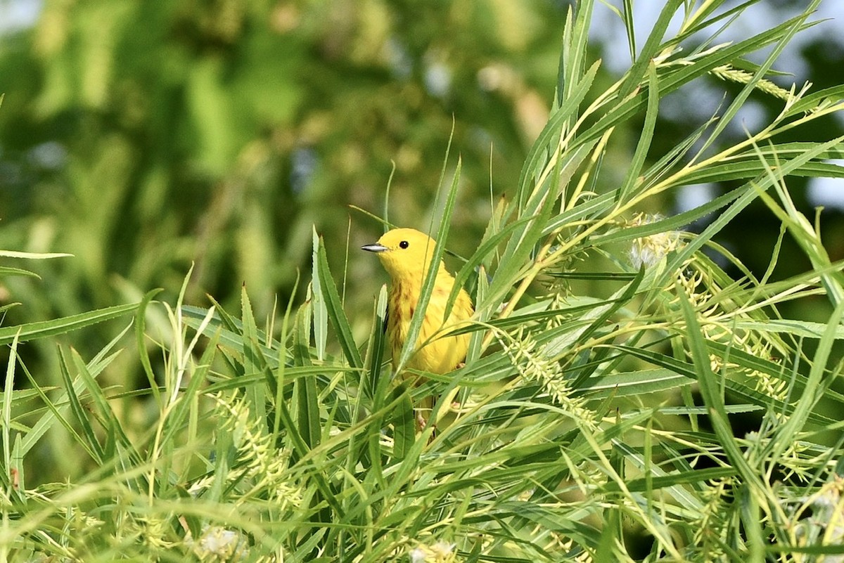 Yellow Warbler - ML594201161