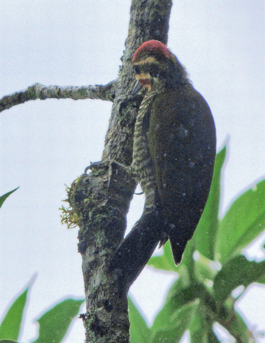 White-browed Woodpecker - Hugo Hulsberg