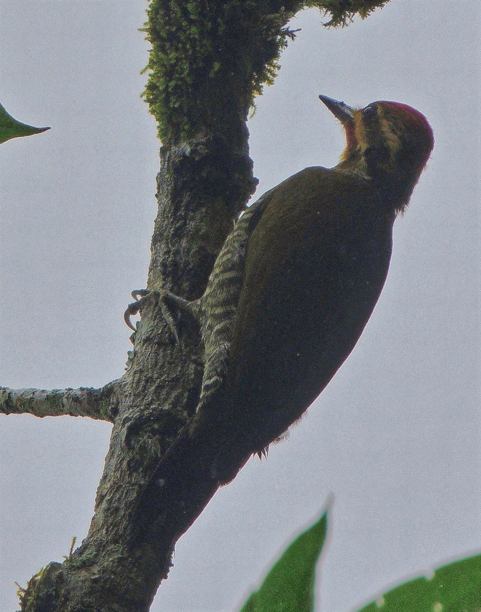 White-browed Woodpecker - ML594205021