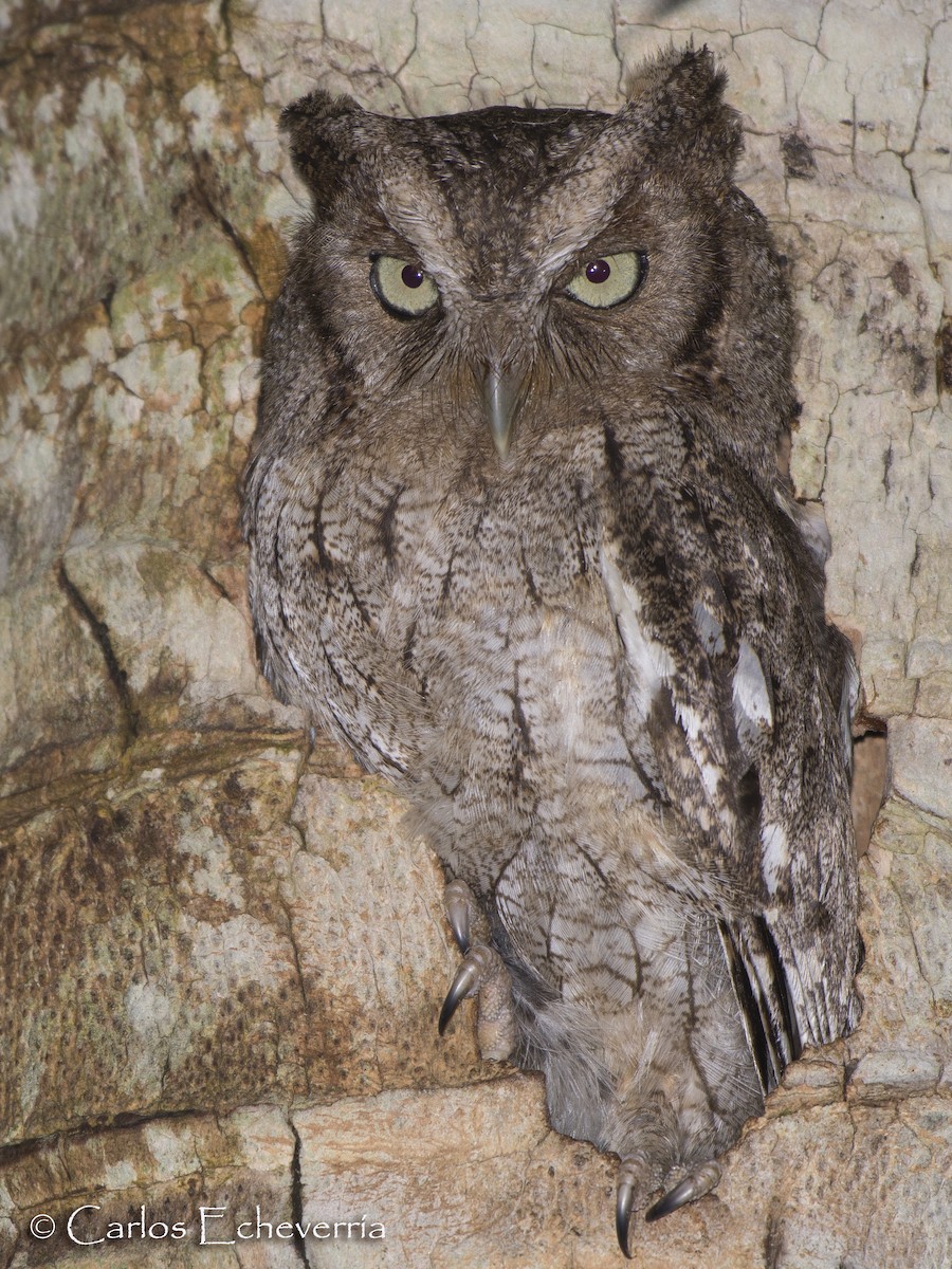 Middle American Screech-Owl - ML59420761