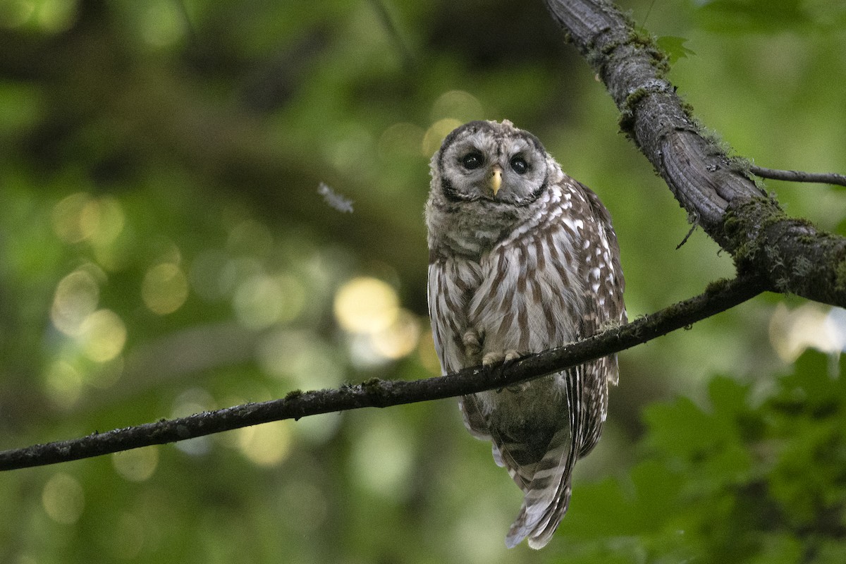 Barred Owl - Lorenz Crespo