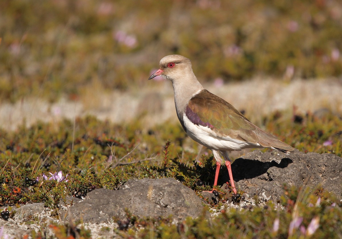 Andean Lapwing - ML594210281