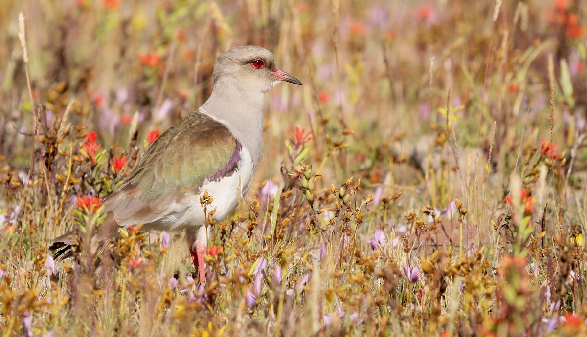 Andean Lapwing - ML594210291
