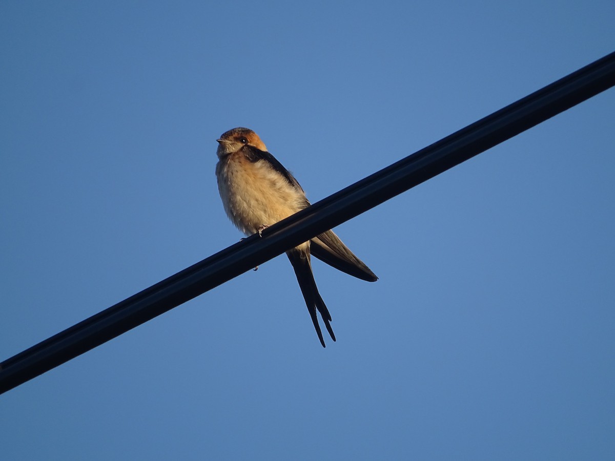 Red-rumped Swallow - ML594211001