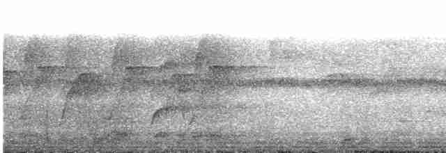 Белокрылый бекард - ML594212011