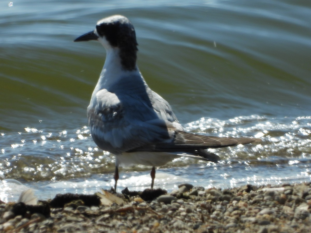 Common Tern - ML594215261