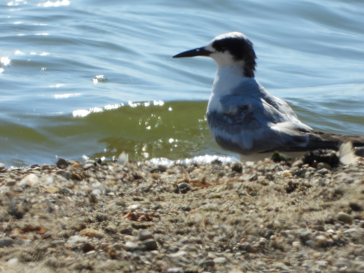 Common Tern - ML594215271