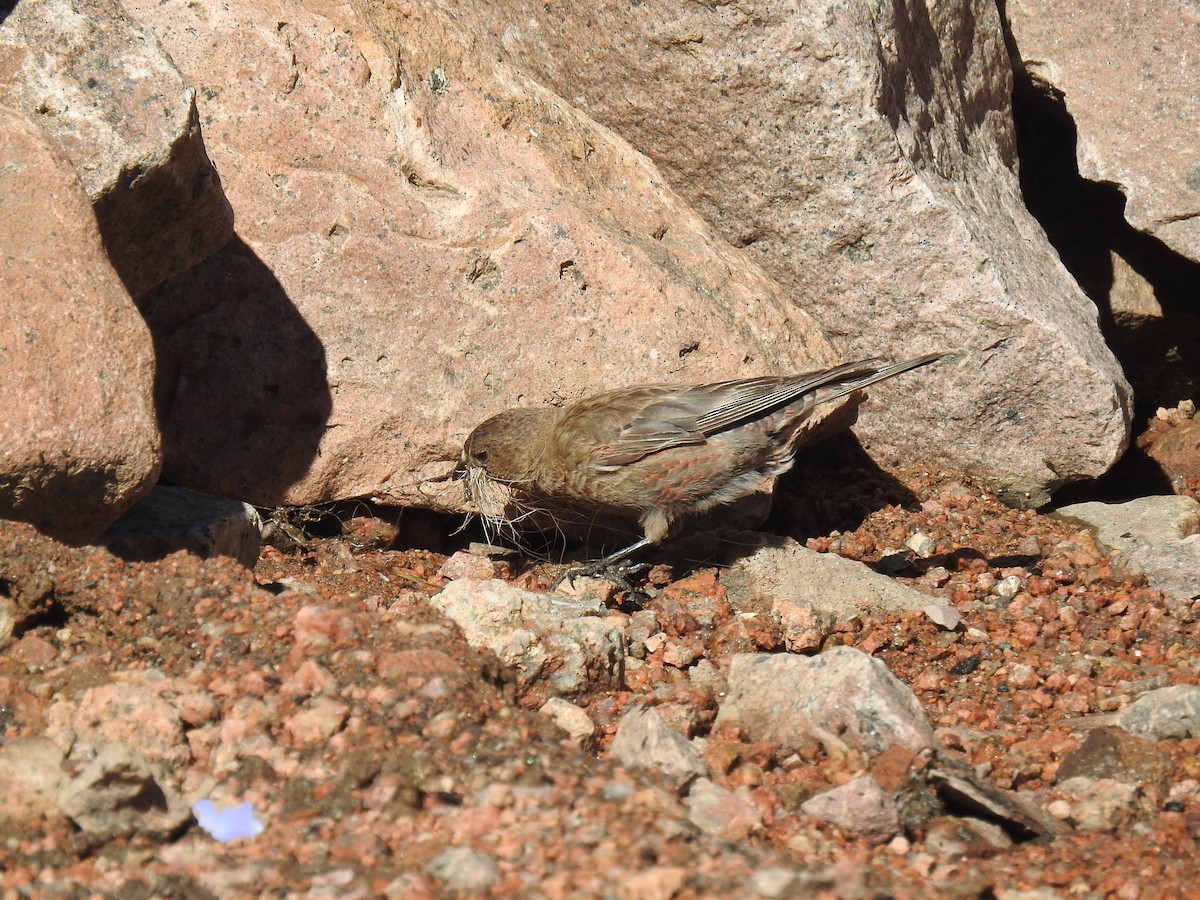 Brown-capped Rosy-Finch - ML594217401
