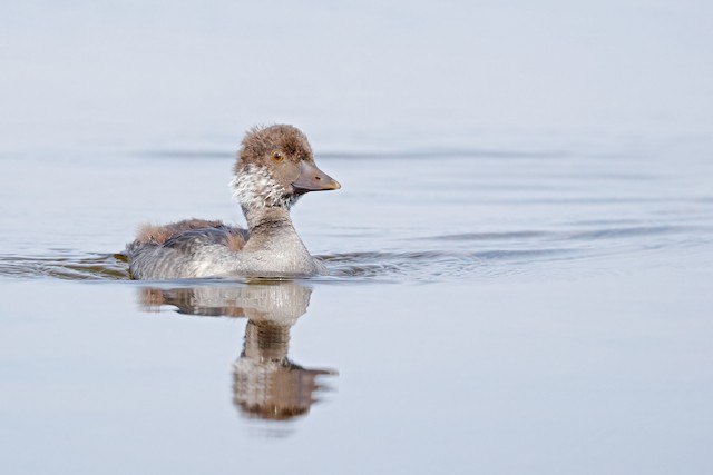 Barrow's Goldeneye Identification, All About Birds, Cornell Lab of  Ornithology