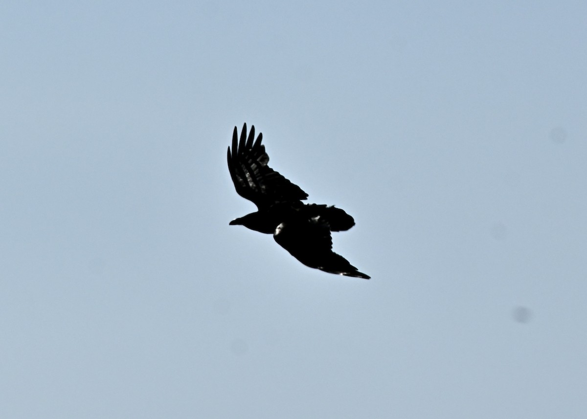 Common Raven - ML594221931