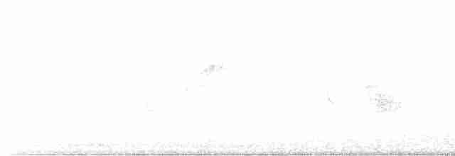 Batı Amerika Sinekkapanı (occidentalis/hellmayri) - ML594222011