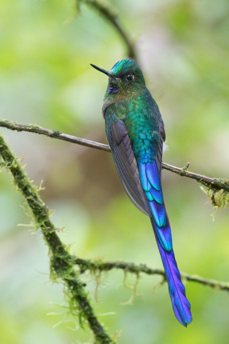 Violet-tailed Sylph - ML594228981