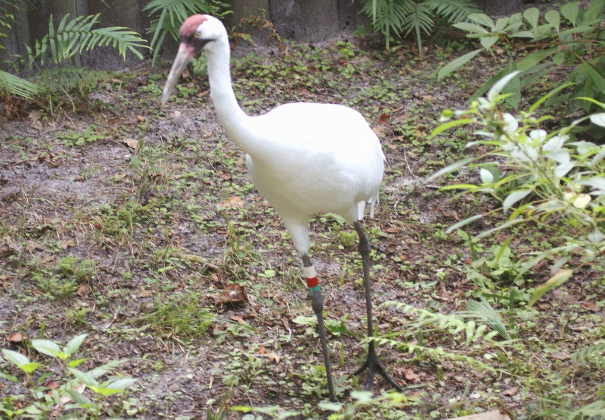 Whooping Crane - Brian O'Connor