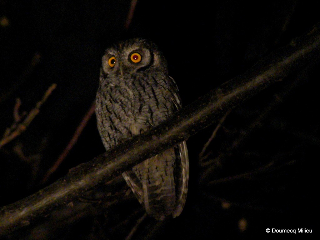 Tropical Screech-Owl - Ricardo  Doumecq Milieu