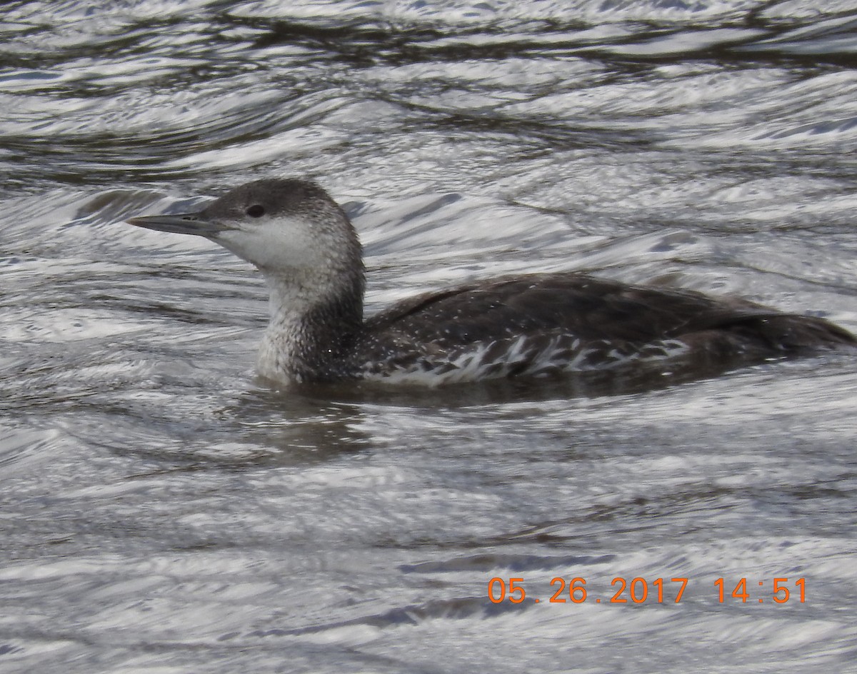 Red-throated Loon - Todd Watts