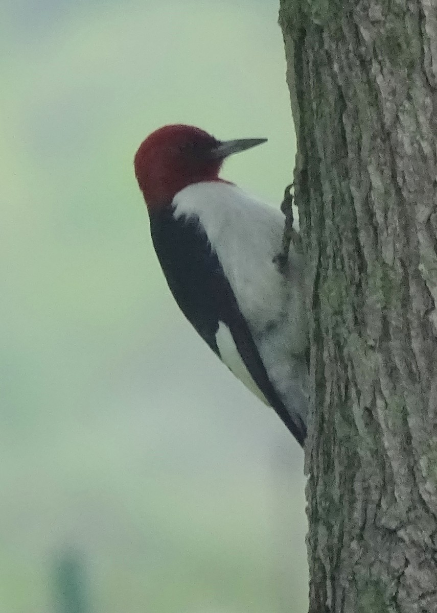 Red-headed Woodpecker - ML59424021