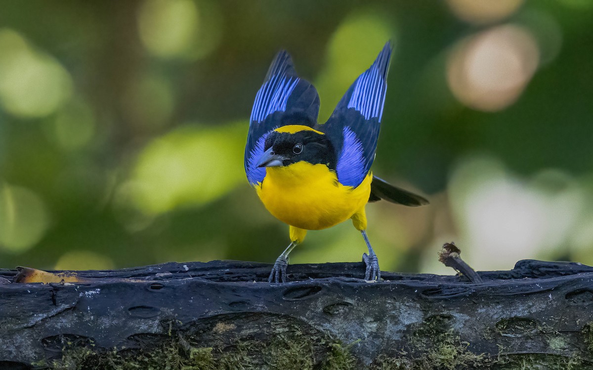 Blue-winged Mountain Tanager - ML594242041