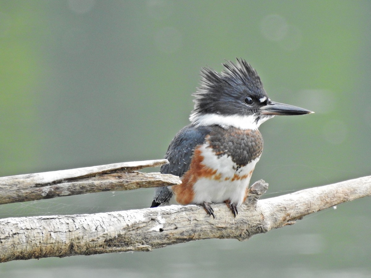 Belted Kingfisher - ML594242751