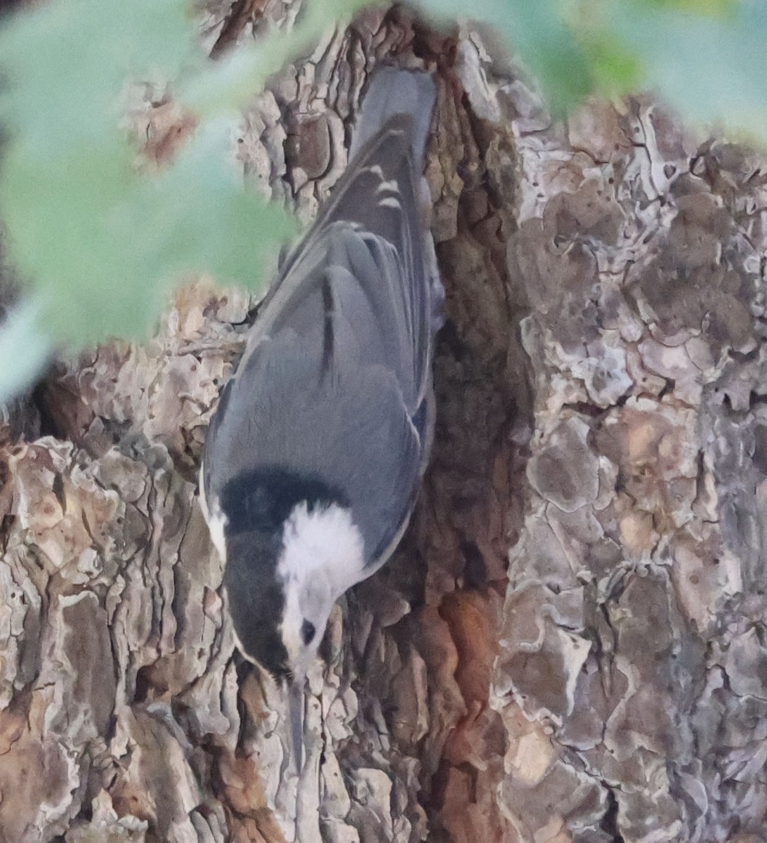 White-breasted Nuthatch - ML594243551