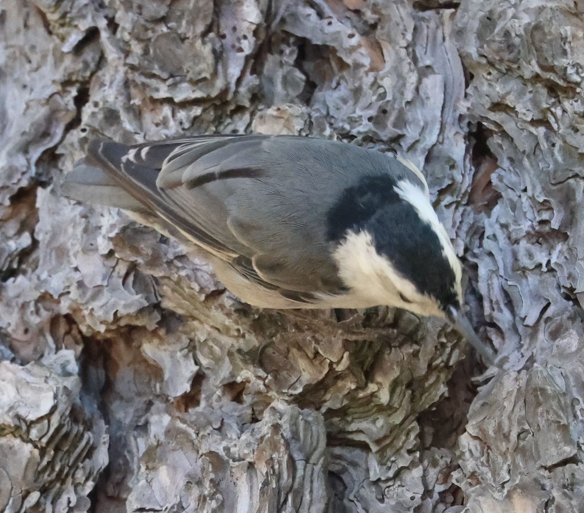 White-breasted Nuthatch - ML594243561