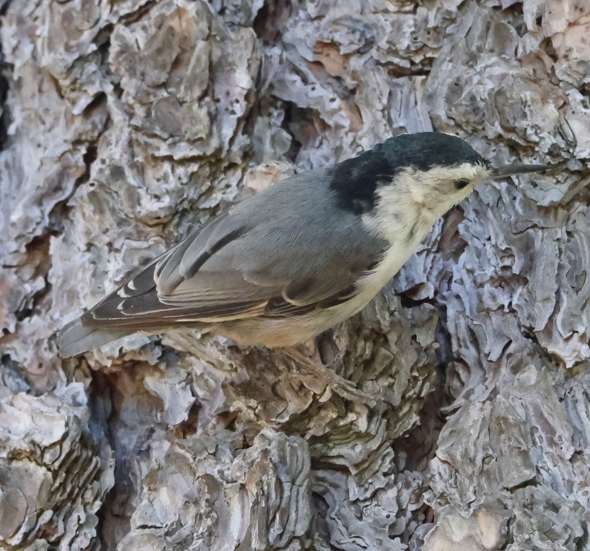 White-breasted Nuthatch - ML594243571