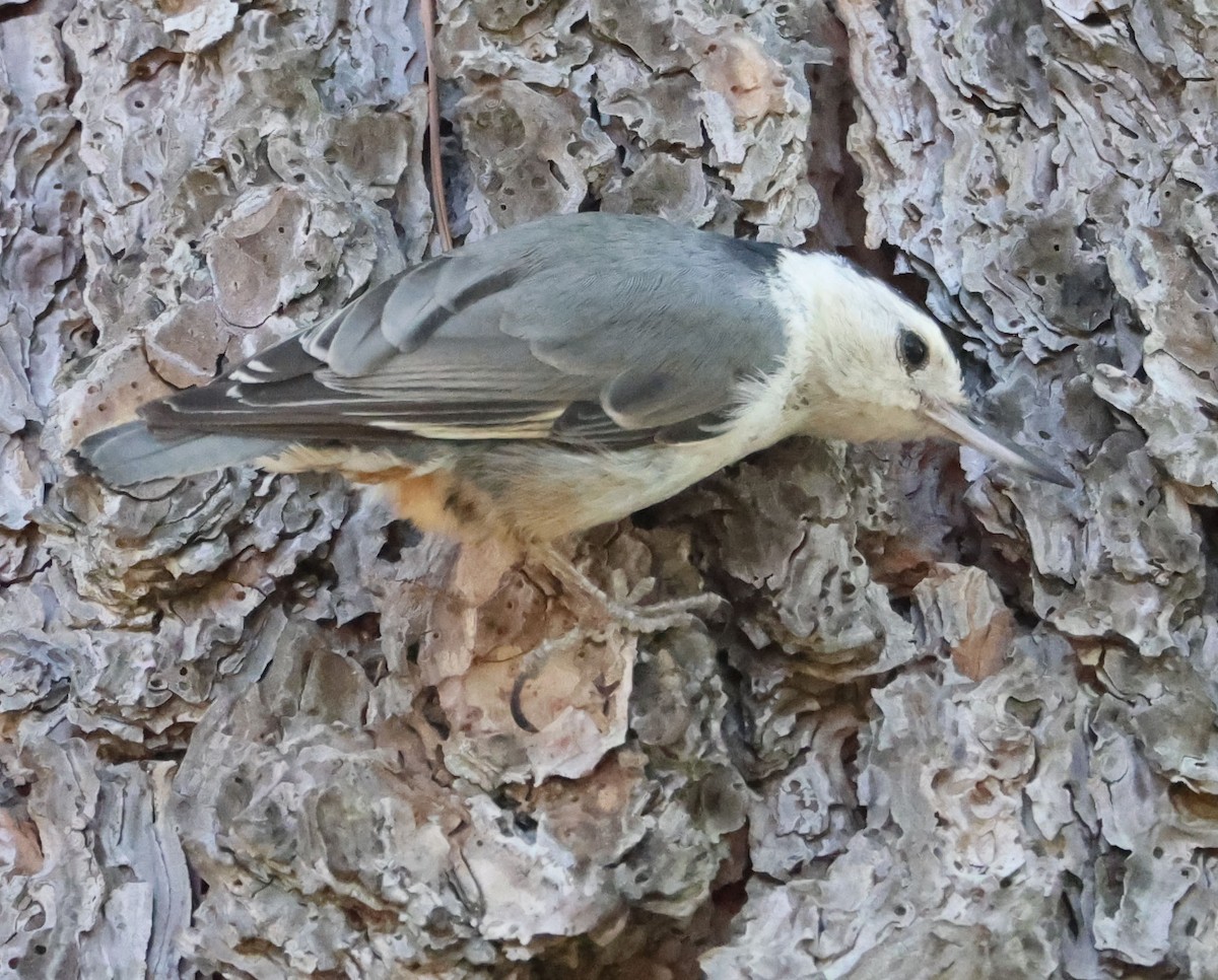 White-breasted Nuthatch - ML594243581
