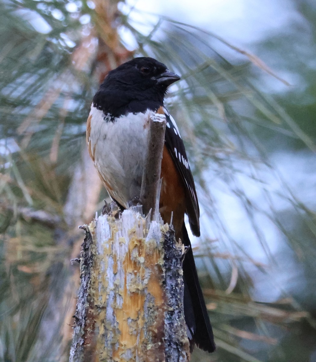 Spotted Towhee - ML594243721