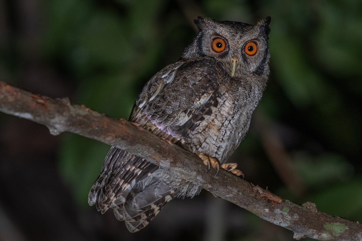 Tawny-bellied Screech-Owl (Austral) - ML594245451