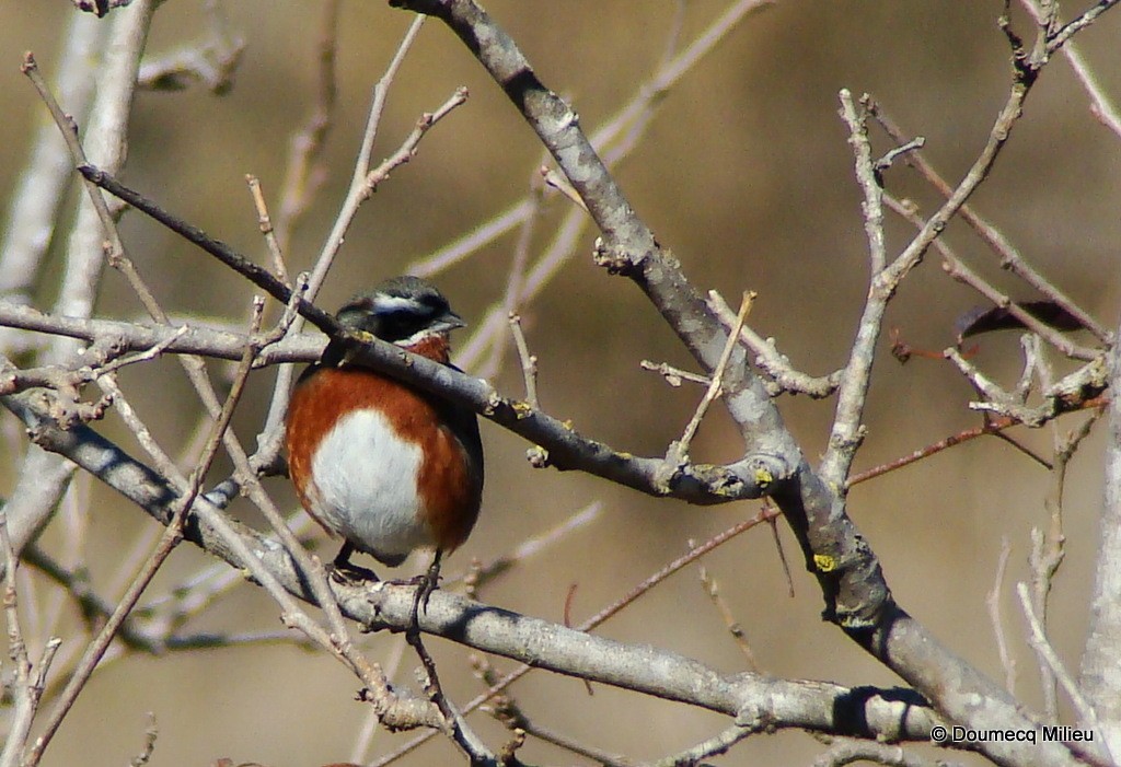 Black-and-chestnut Warbling Finch - ML59424601