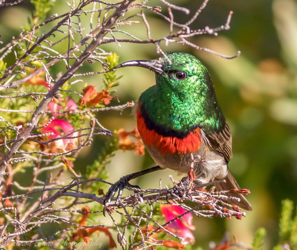 Southern Double-collared Sunbird - ML59424941