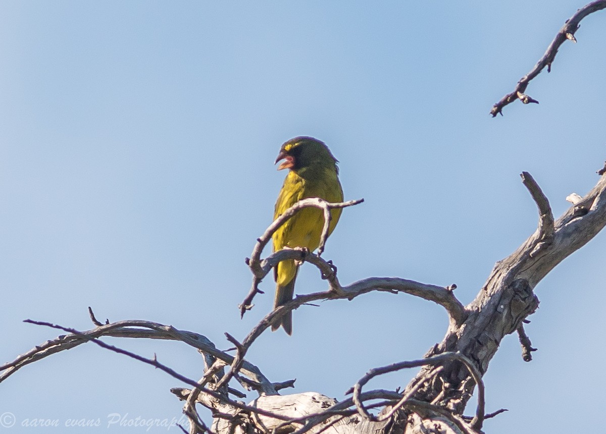 Forest Canary - ML59424981