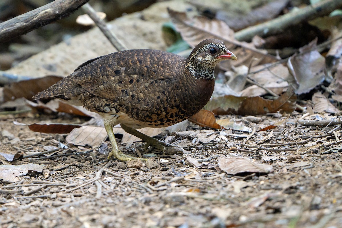 Scaly-breasted Partridge (Tonkin) - ML594250071