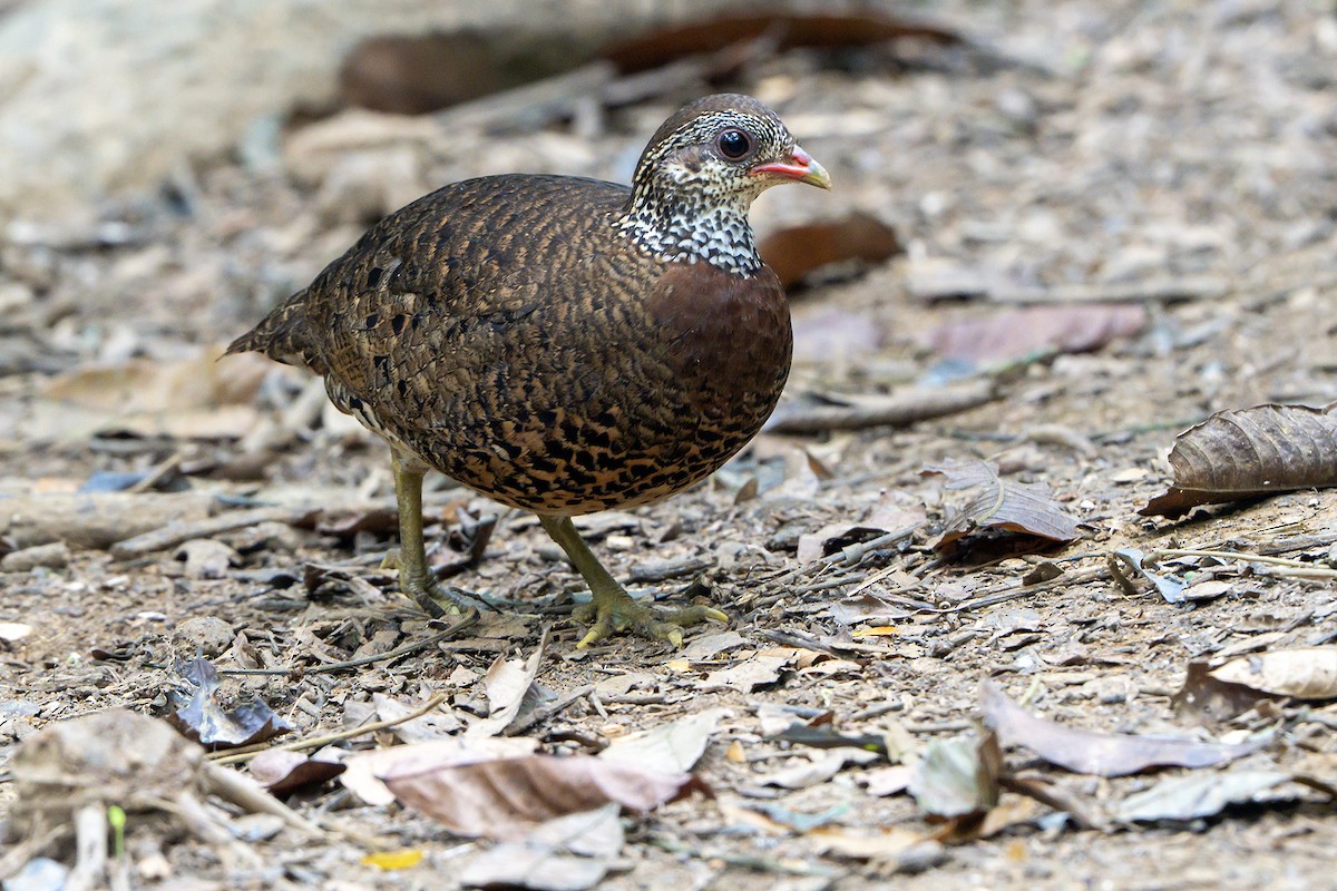 Scaly-breasted Partridge (Tonkin) - ML594250091