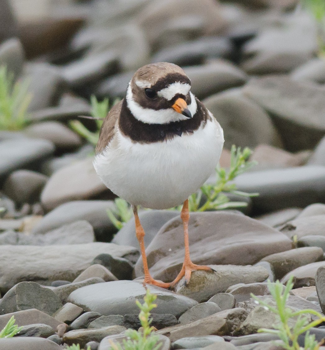 Common Ringed Plover - Alix d'Entremont