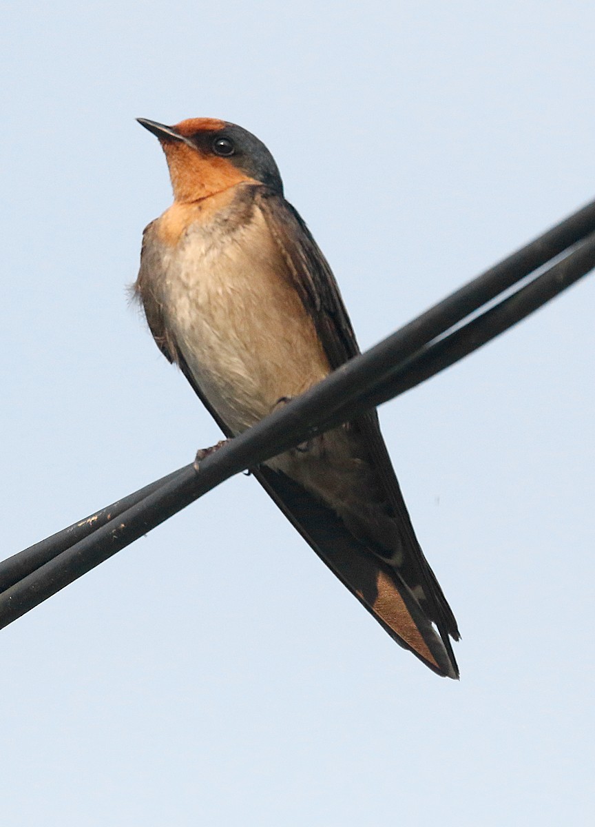 Pacific Swallow - ML59425111