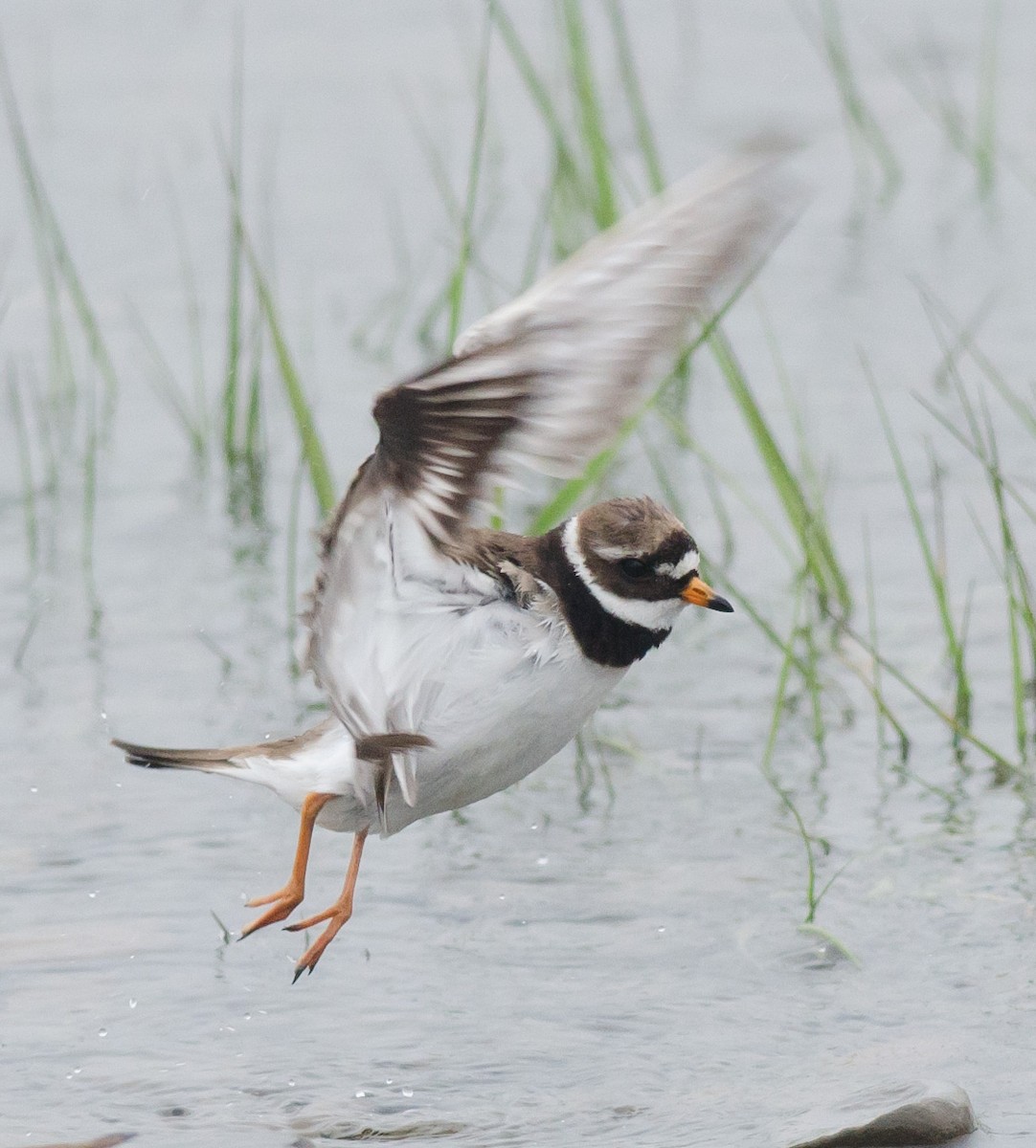 Common Ringed Plover - ML594251111