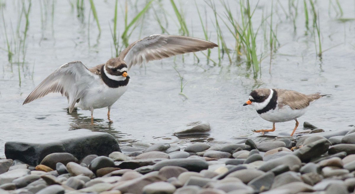 Common Ringed Plover - ML594251121