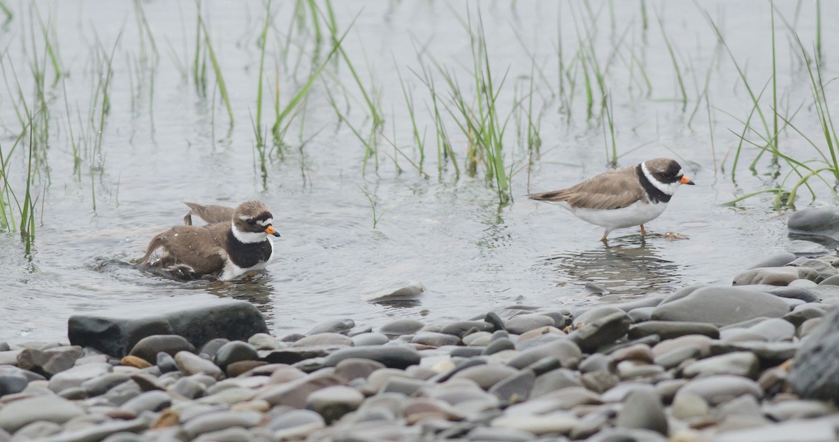 Common Ringed Plover - ML594251131