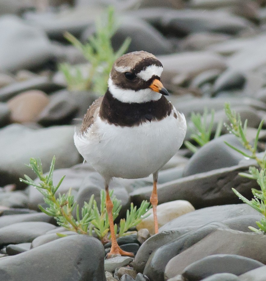 Common Ringed Plover - ML594251151