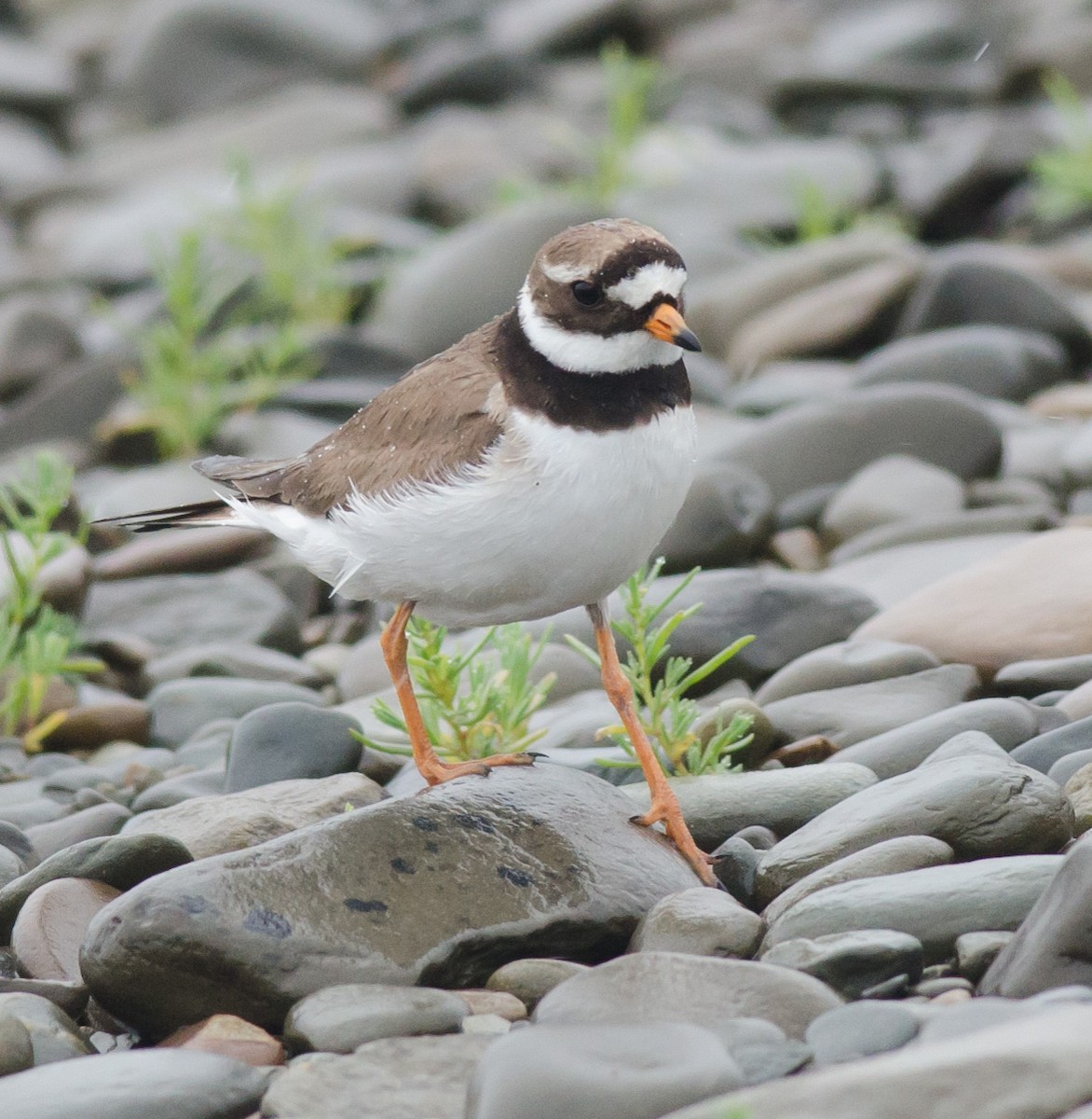 Common Ringed Plover - ML594251161
