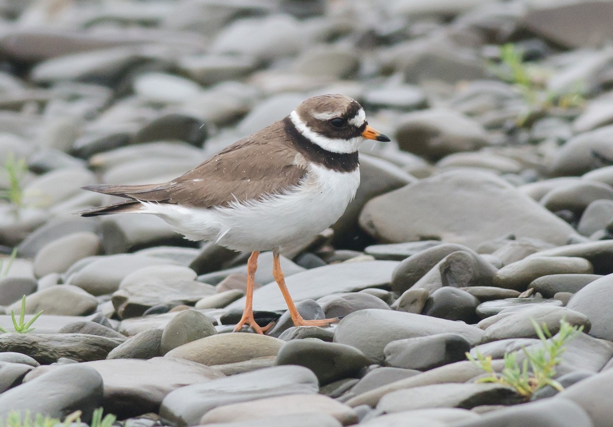 Common Ringed Plover - Alix d'Entremont