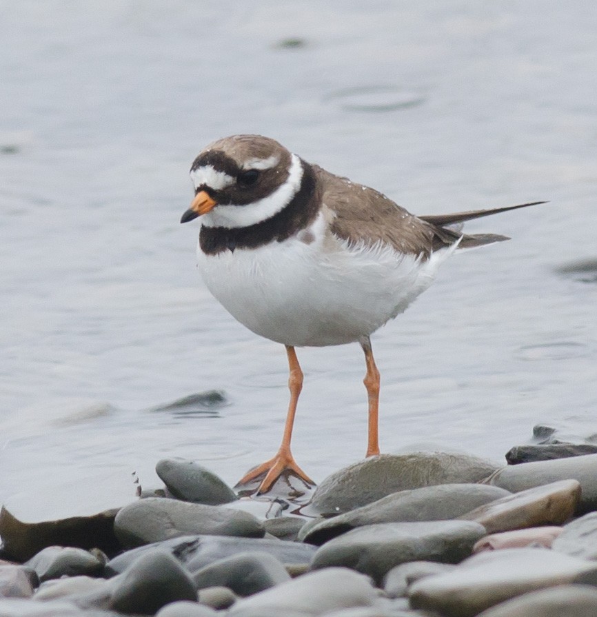 Common Ringed Plover - ML594251181