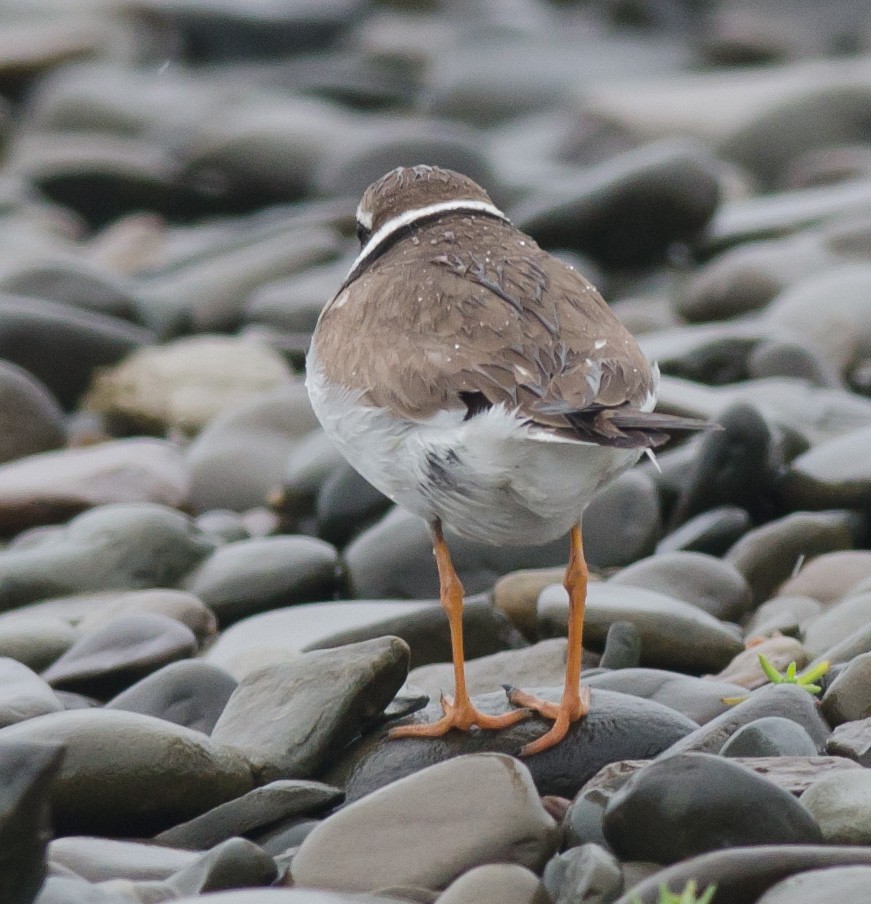 Common Ringed Plover - ML594251191