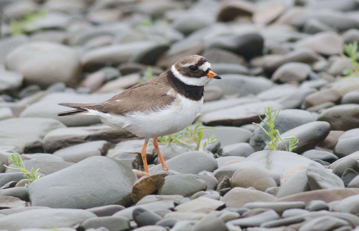Common Ringed Plover - ML594251201