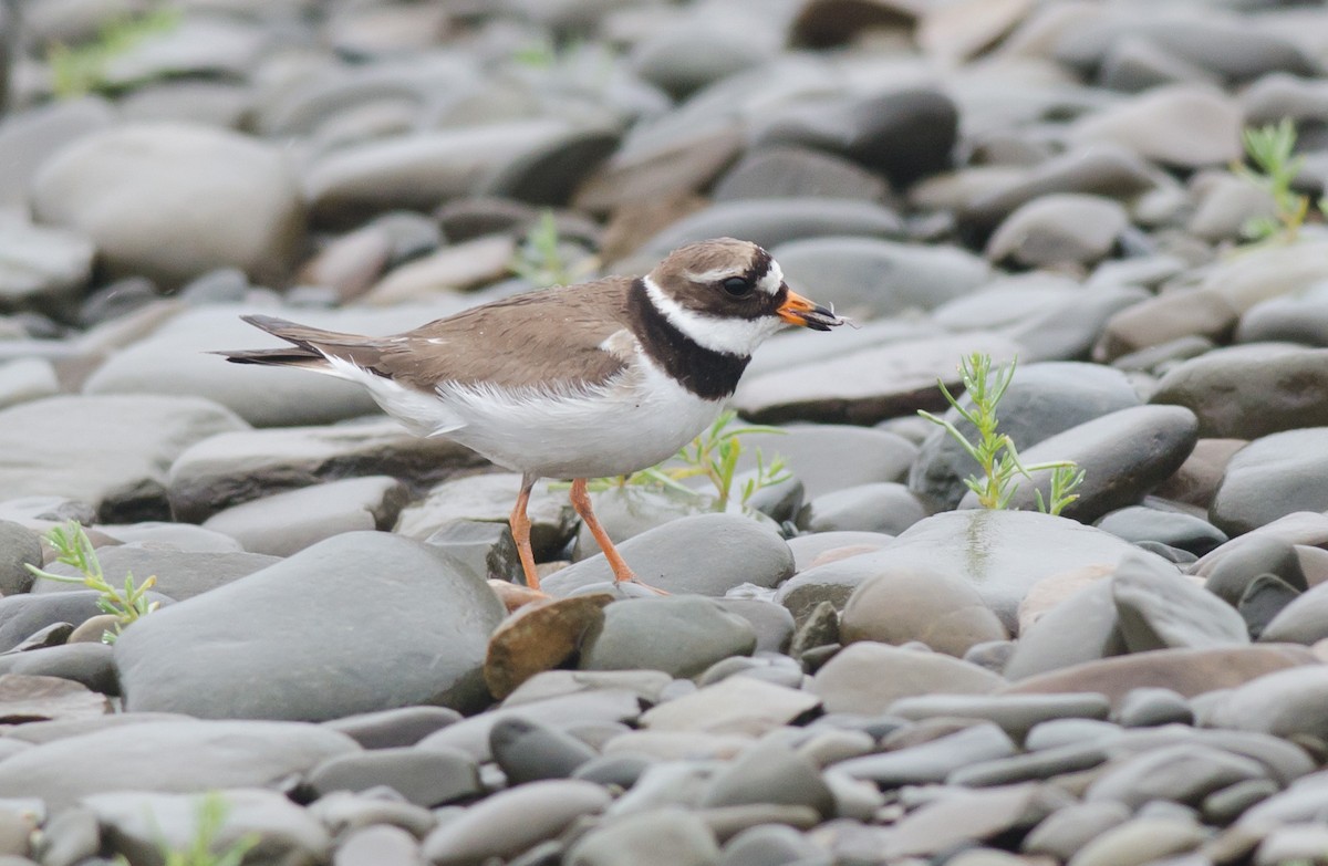 Common Ringed Plover - ML594251211